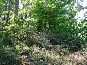 Rodung am Weingarten (Foto: Karl-Franz Thiede)